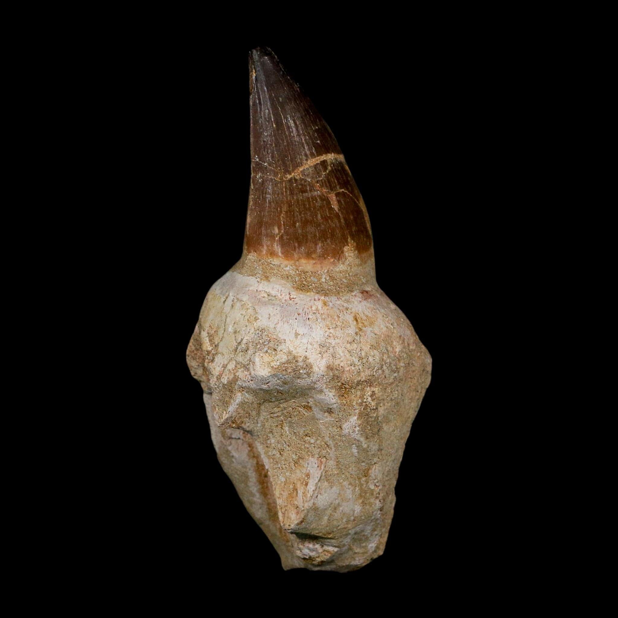 XL 4.8" Mosasaur Prognathodon Fossil Tooth Rooted Cretaceous Dinosaur Era COA - Fossil Age Minerals
