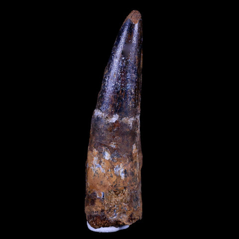 XL 3.4" Spinosaurus Fossil Tooth 100 Mil Yrs Old Cretaceous Dinosaur COA & Stand - Fossil Age Minerals
