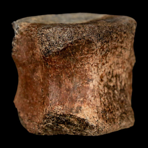 1.5" Brachylophosaurus Fossil Tail Vertebrae Cretaceous Dinosaur Judith River MT COA - Fossil Age Minerals