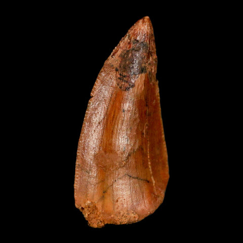 0.8" Abelisaur Serrated Tooth Fossil Cretaceous Age Dinosaur Morocco COA, Display - Fossil Age Minerals