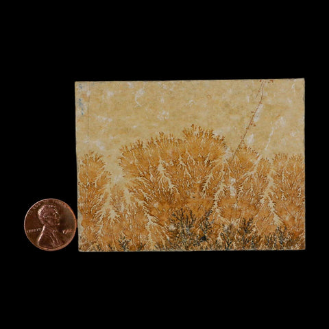 3.1" Pyrolusite Dendritic Limestone Solnhofen Upper Jurassic Age West Germany - Fossil Age Minerals