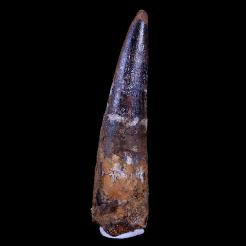 XL 3.4" Spinosaurus Fossil Tooth 100 Mil Yrs Old Cretaceous Dinosaur COA & Stand - Fossil Age Minerals