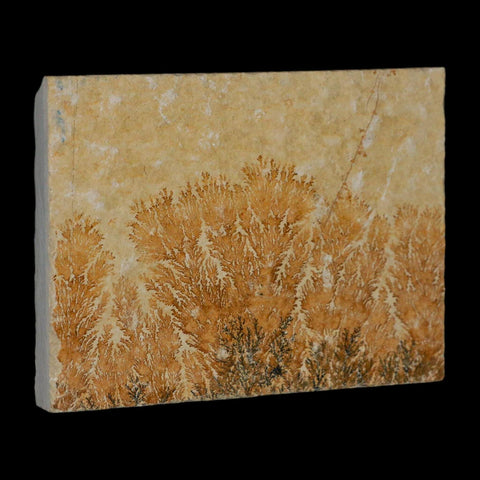 3.1" Pyrolusite Dendritic Limestone Solnhofen Upper Jurassic Age West Germany - Fossil Age Minerals