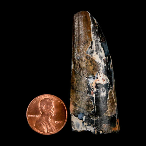 2.3" Sarcosuchus Imperator Crocodile Fossil Tooth Elrhaz FM Cretaceous Niger COA