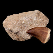 1.5" Mosasaur Prognathodon Fossil Tooth In Matrix Cretaceous Dinosaur Era COA