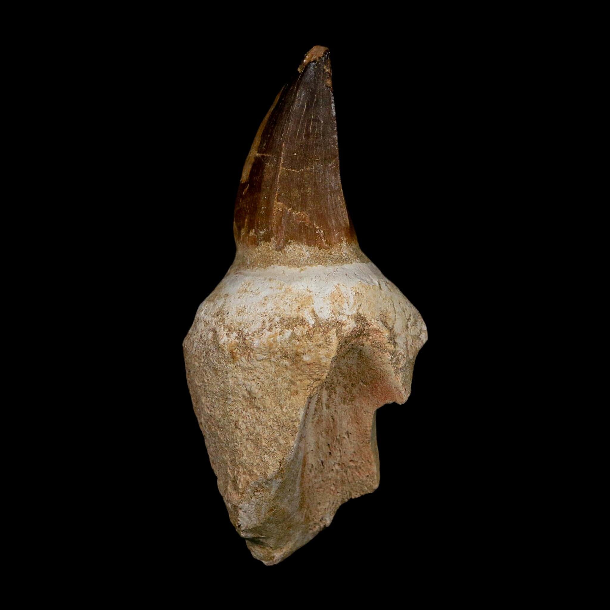 XL 4.8" Mosasaur Prognathodon Fossil Tooth Rooted Cretaceous Dinosaur Era COA - Fossil Age Minerals