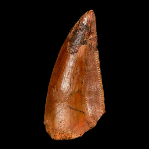 0.8" Abelisaur Serrated Tooth Fossil Cretaceous Age Dinosaur Morocco COA, Display - Fossil Age Minerals