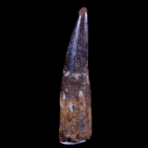 XL 3.4" Spinosaurus Fossil Tooth 100 Mil Yrs Old Cretaceous Dinosaur COA & Stand - Fossil Age Minerals