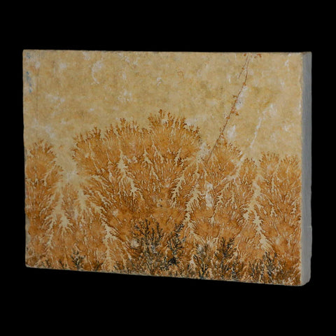 3.1" Pyrolusite Dendritic Limestone Solnhofen Upper Jurassic Age West Germany - Fossil Age Minerals
