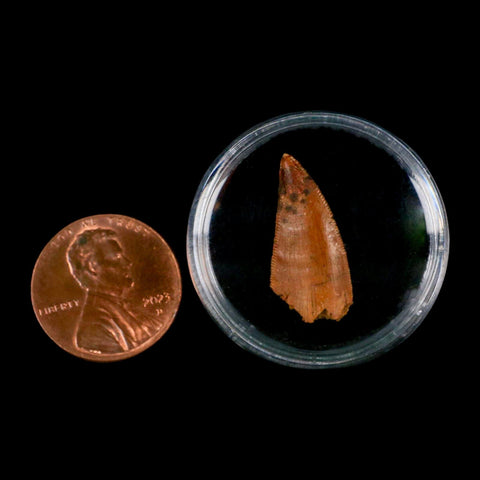 0.8" Abelisaur Serrated Tooth Fossil Cretaceous Age Dinosaur Morocco COA, Display - Fossil Age Minerals