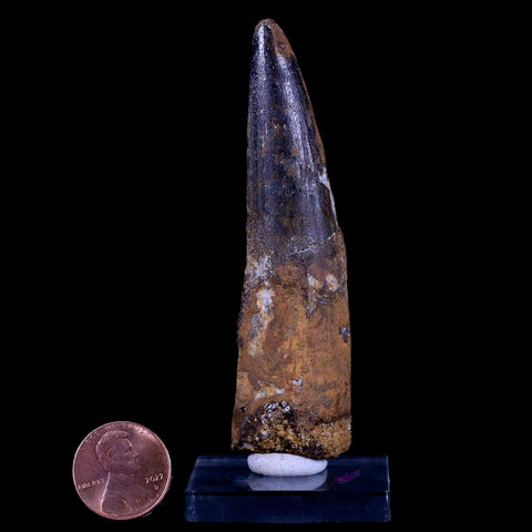 XL 3.4" Spinosaurus Fossil Tooth 100 Mil Yrs Old Cretaceous Dinosaur COA & Stand - Fossil Age Minerals