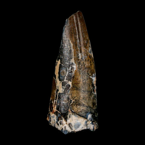 2.3" Sarcosuchus Imperator Crocodile Fossil Tooth Elrhaz FM Cretaceous Niger COA