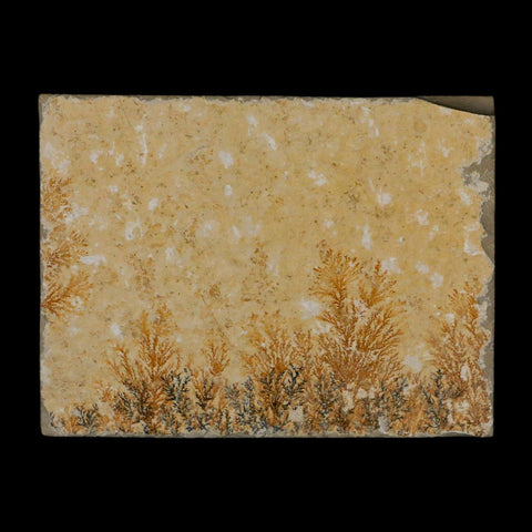 3.1" Pyrolusite Dendritic Limestone Solnhofen Upper Jurassic Age West Germany - Fossil Age Minerals