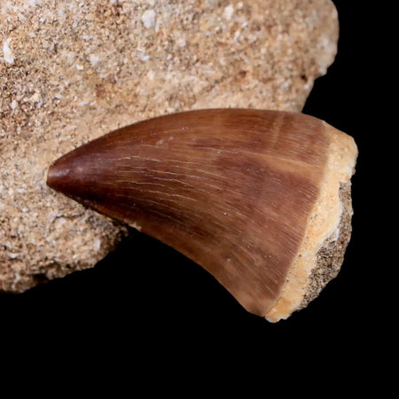 1.5" Mosasaur Prognathodon Fossil Tooth In Matrix Cretaceous Dinosaur Era COA