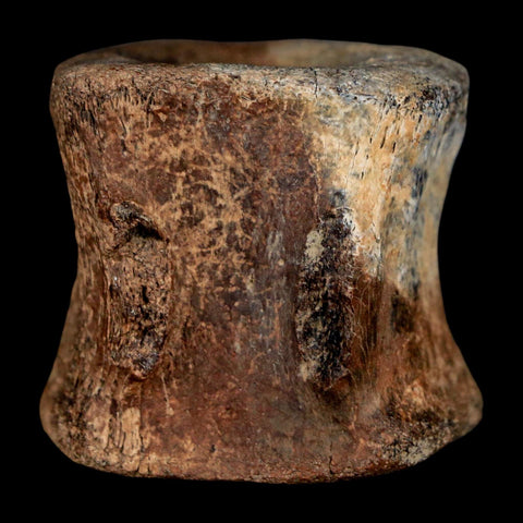 1.5" Brachylophosaurus Fossil Tail Vertebrae Cretaceous Dinosaur Judith River MT COA - Fossil Age Minerals