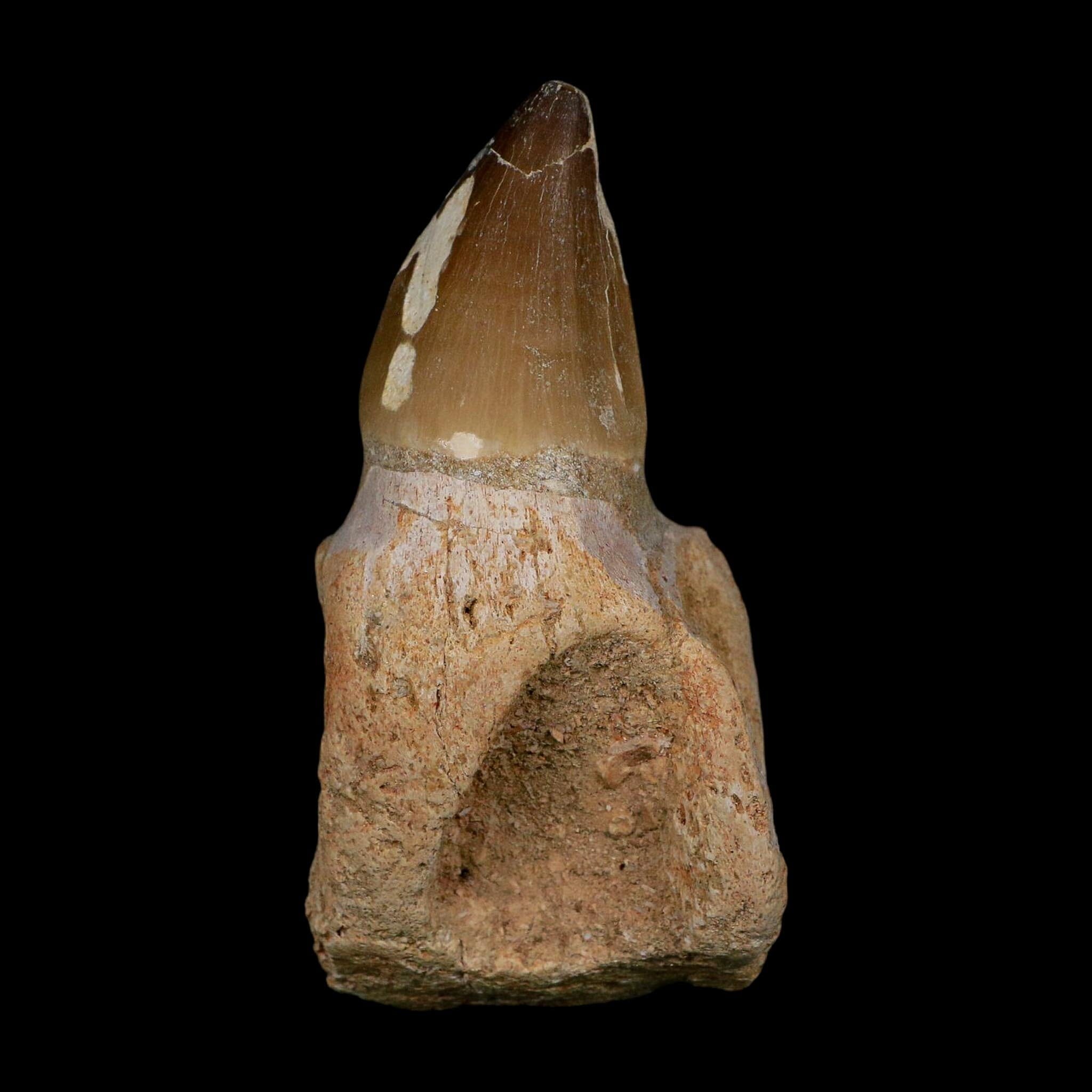 XL 3.9" Mosasaur Prognathodon Fossil Tooth Rooted Cretaceous Dinosaur Era COA - Fossil Age Minerals