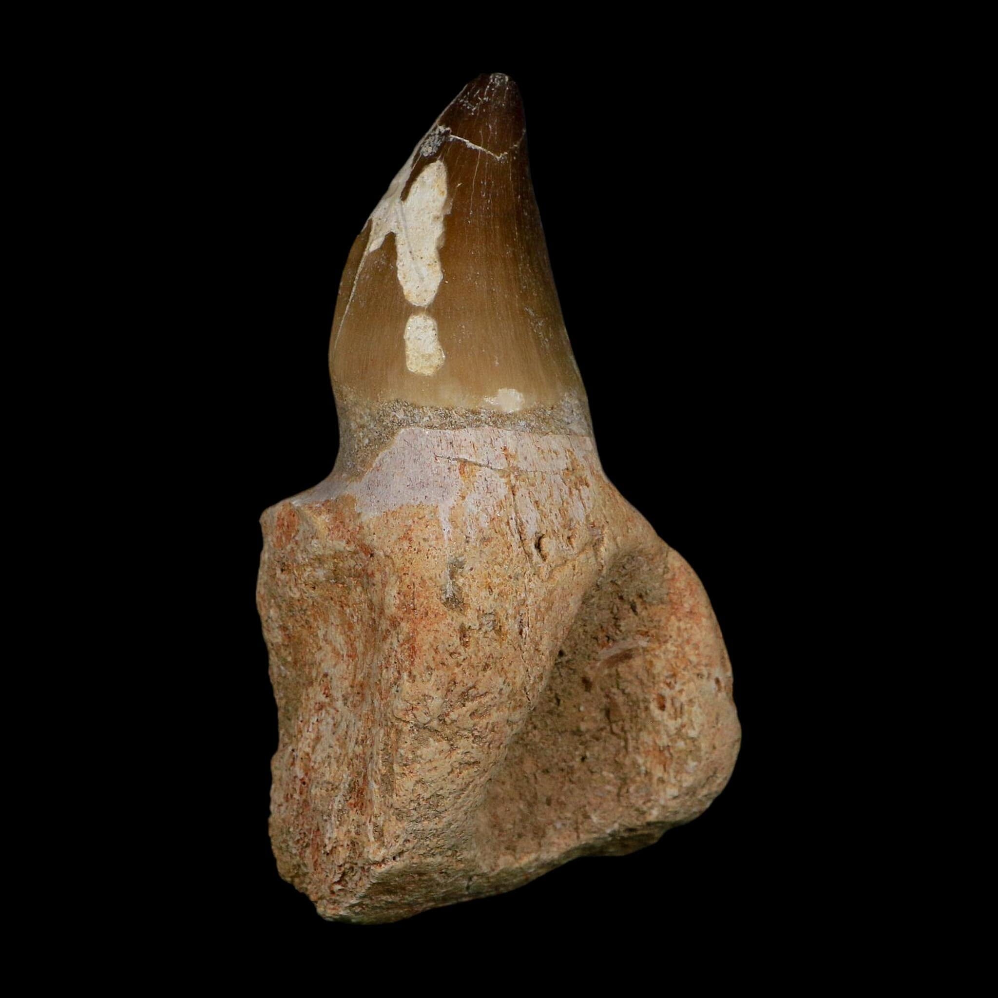 XL 3.9" Mosasaur Prognathodon Fossil Tooth Rooted Cretaceous Dinosaur Era COA - Fossil Age Minerals