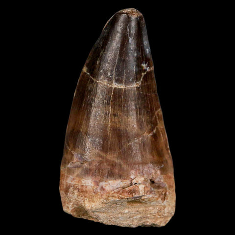 XL 2.5" Mosasaur Prognathodon Fossil Tooth Cretaceous Dinosaur Era COA & Stand - Fossil Age Minerals