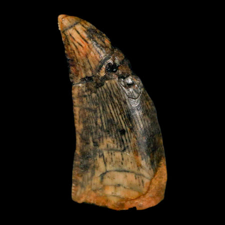 0.7" Abelisaur Serrated Tooth Fossil Cretaceous Age Dinosaur Morocco COA, Display