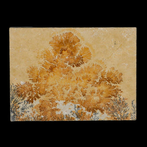 3.1" Pyrolusite Dendritic Limestone Solnhofen Upper Jurassic Age West Germany - Fossil Age Minerals