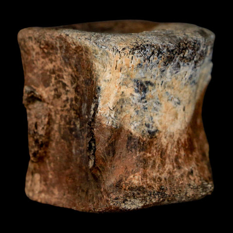 1.5" Brachylophosaurus Fossil Tail Vertebrae Cretaceous Dinosaur Judith River MT COA - Fossil Age Minerals