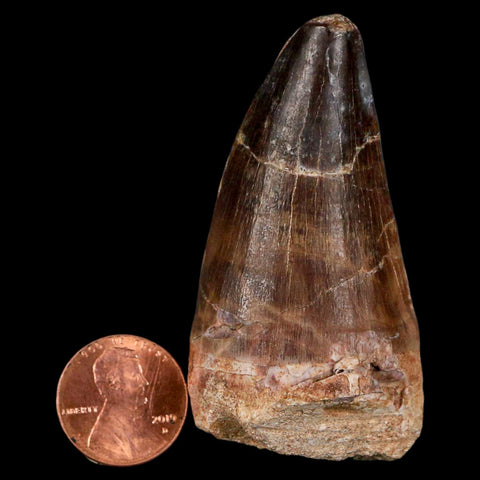 XL 2.5" Mosasaur Prognathodon Fossil Tooth Cretaceous Dinosaur Era COA & Stand - Fossil Age Minerals