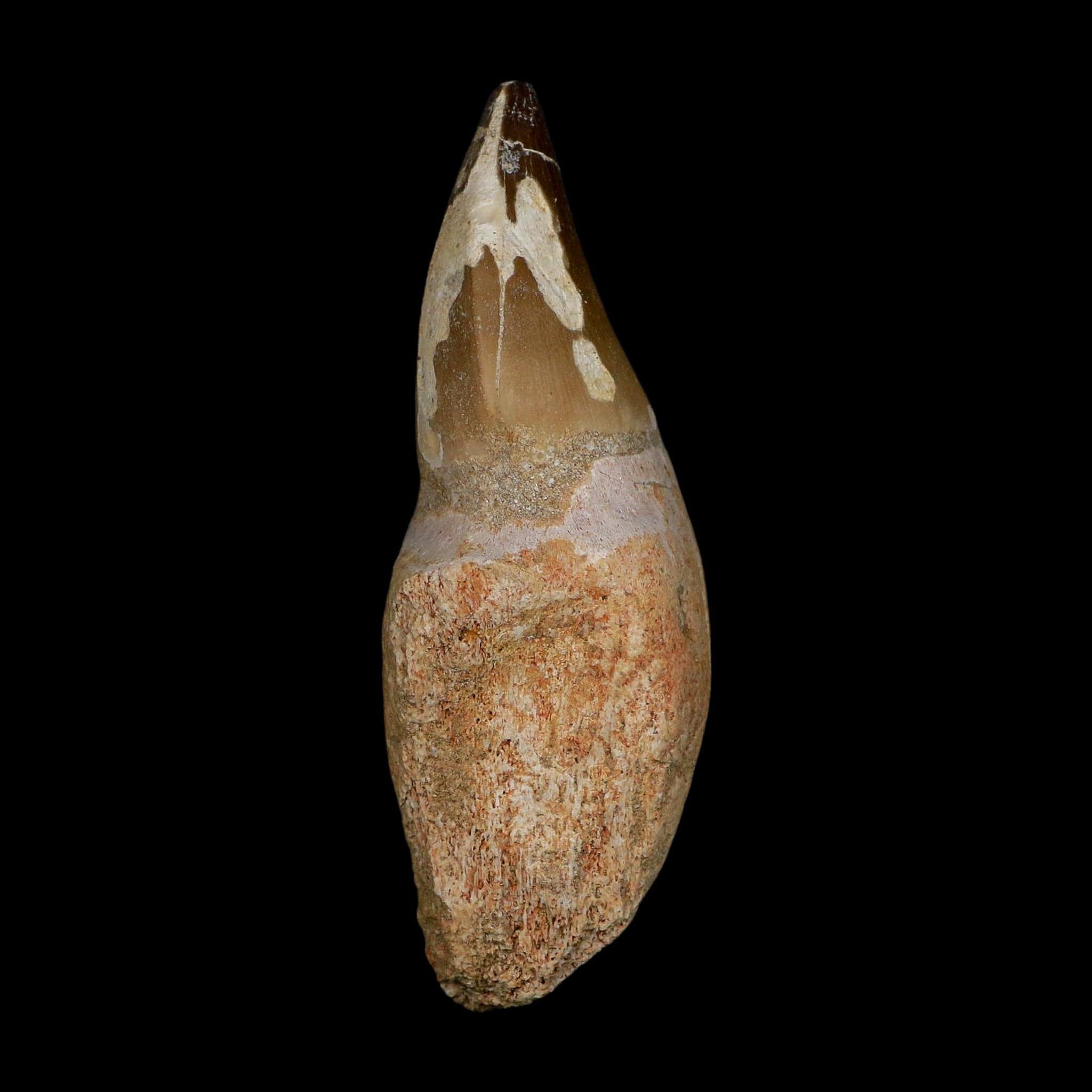 XL 3.9" Mosasaur Prognathodon Fossil Tooth Rooted Cretaceous Dinosaur Era COA - Fossil Age Minerals