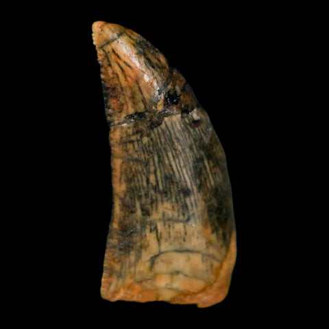 0.7" Abelisaur Serrated Tooth Fossil Cretaceous Age Dinosaur Morocco COA, Display - Fossil Age Minerals