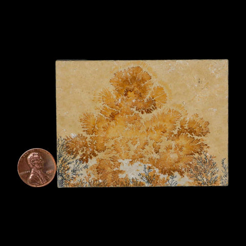 3.1" Pyrolusite Dendritic Limestone Solnhofen Upper Jurassic Age West Germany - Fossil Age Minerals