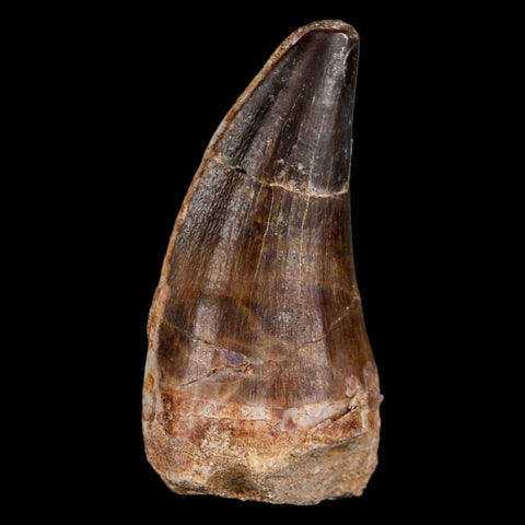 XL 2.5" Mosasaur Prognathodon Fossil Tooth Cretaceous Dinosaur Era COA & Stand - Fossil Age Minerals