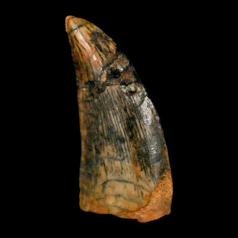 0.7" Abelisaur Serrated Tooth Fossil Cretaceous Age Dinosaur Morocco COA, Display - Fossil Age Minerals