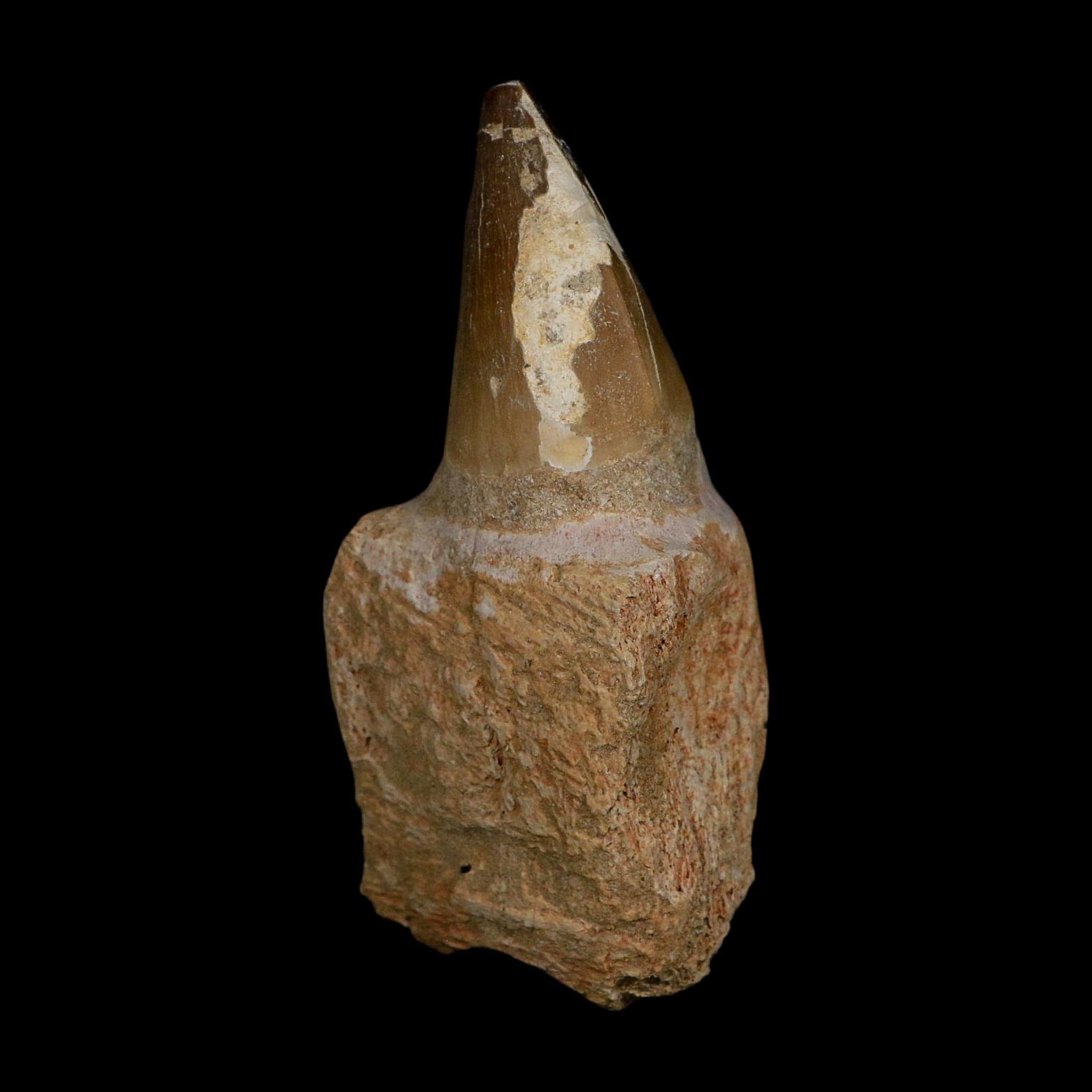 XL 3.9" Mosasaur Prognathodon Fossil Tooth Rooted Cretaceous Dinosaur Era COA - Fossil Age Minerals
