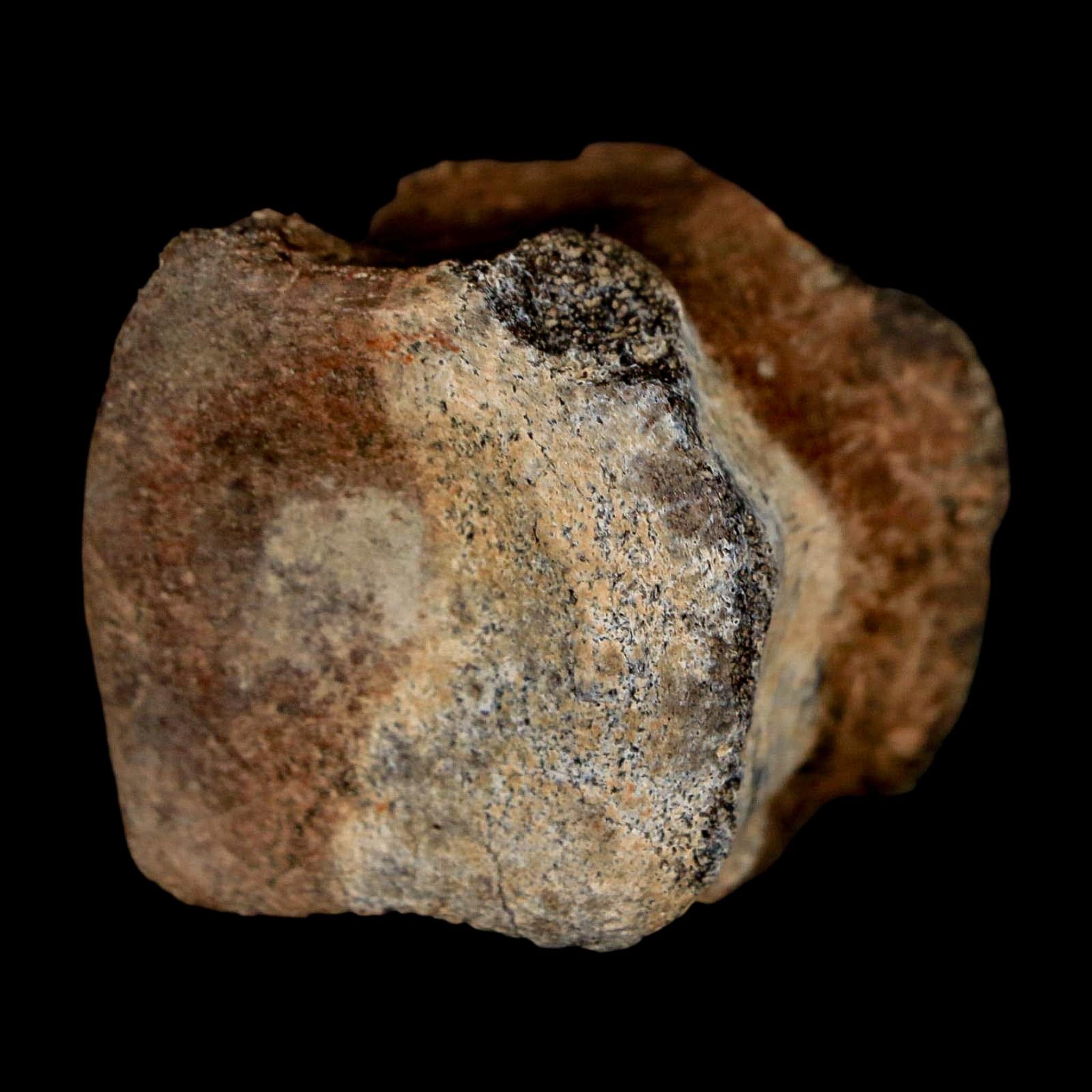 1.5" Brachylophosaurus Fossil Tail Vertebrae Cretaceous Dinosaur Judith River MT COA - Fossil Age Minerals