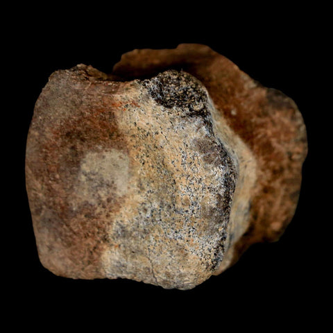 1.5" Brachylophosaurus Fossil Tail Vertebrae Cretaceous Dinosaur Judith River MT COA - Fossil Age Minerals