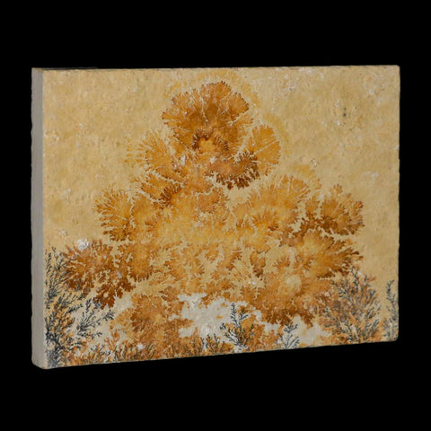 3.1" Pyrolusite Dendritic Limestone Solnhofen Upper Jurassic Age West Germany - Fossil Age Minerals