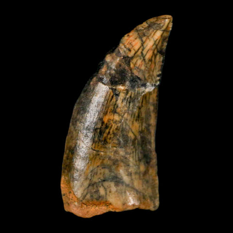 0.7" Abelisaur Serrated Tooth Fossil Cretaceous Age Dinosaur Morocco COA, Display - Fossil Age Minerals