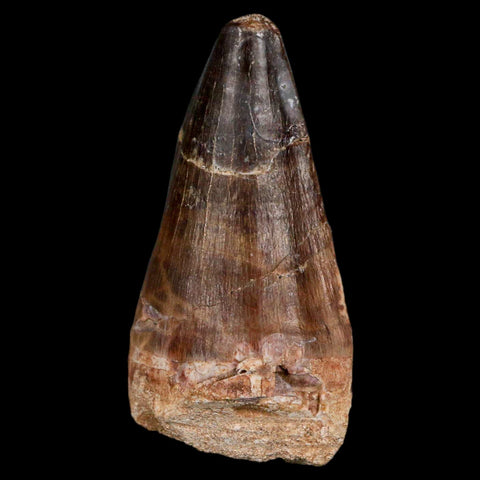 XL 2.5" Mosasaur Prognathodon Fossil Tooth Cretaceous Dinosaur Era COA & Stand - Fossil Age Minerals