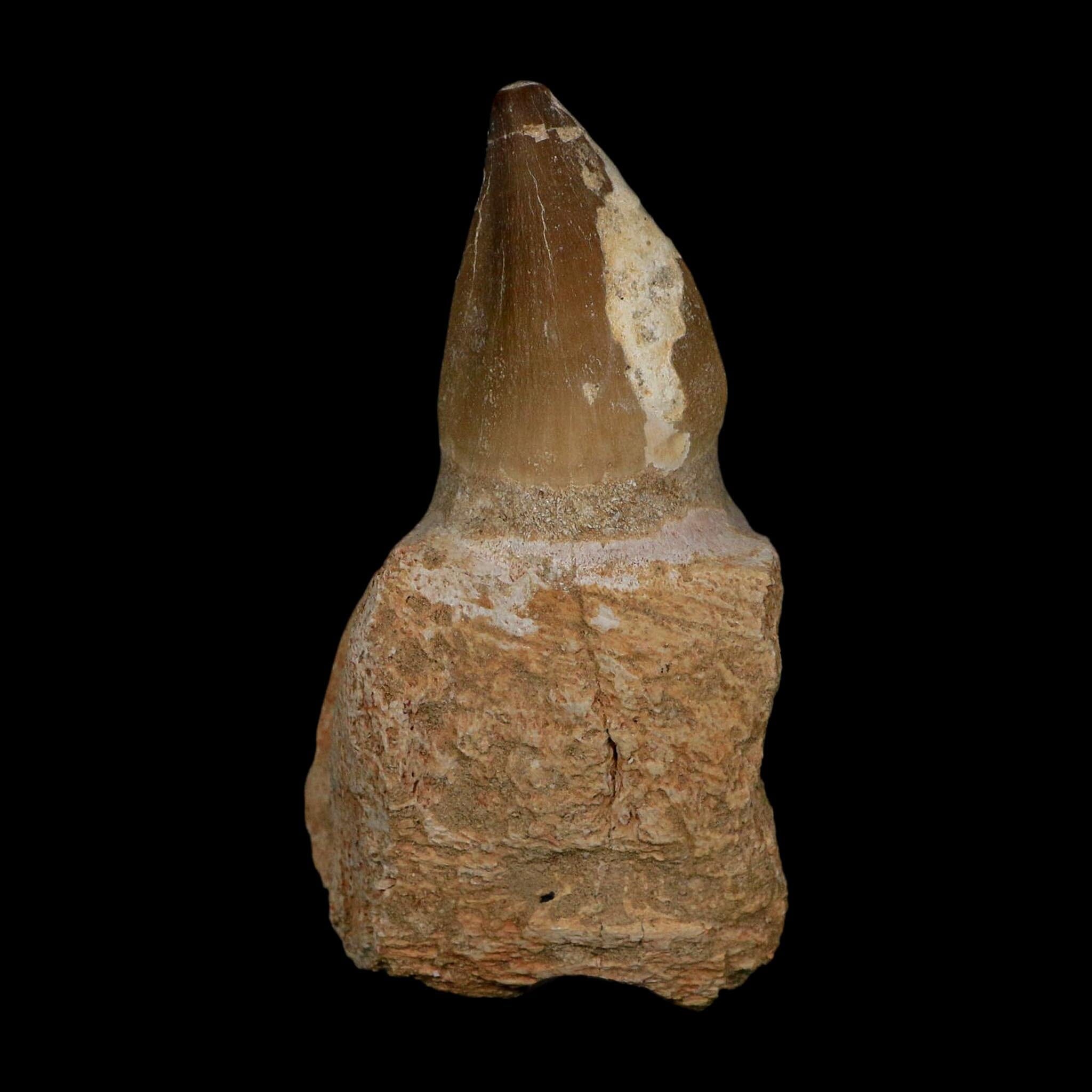XL 3.9" Mosasaur Prognathodon Fossil Tooth Rooted Cretaceous Dinosaur Era COA - Fossil Age Minerals
