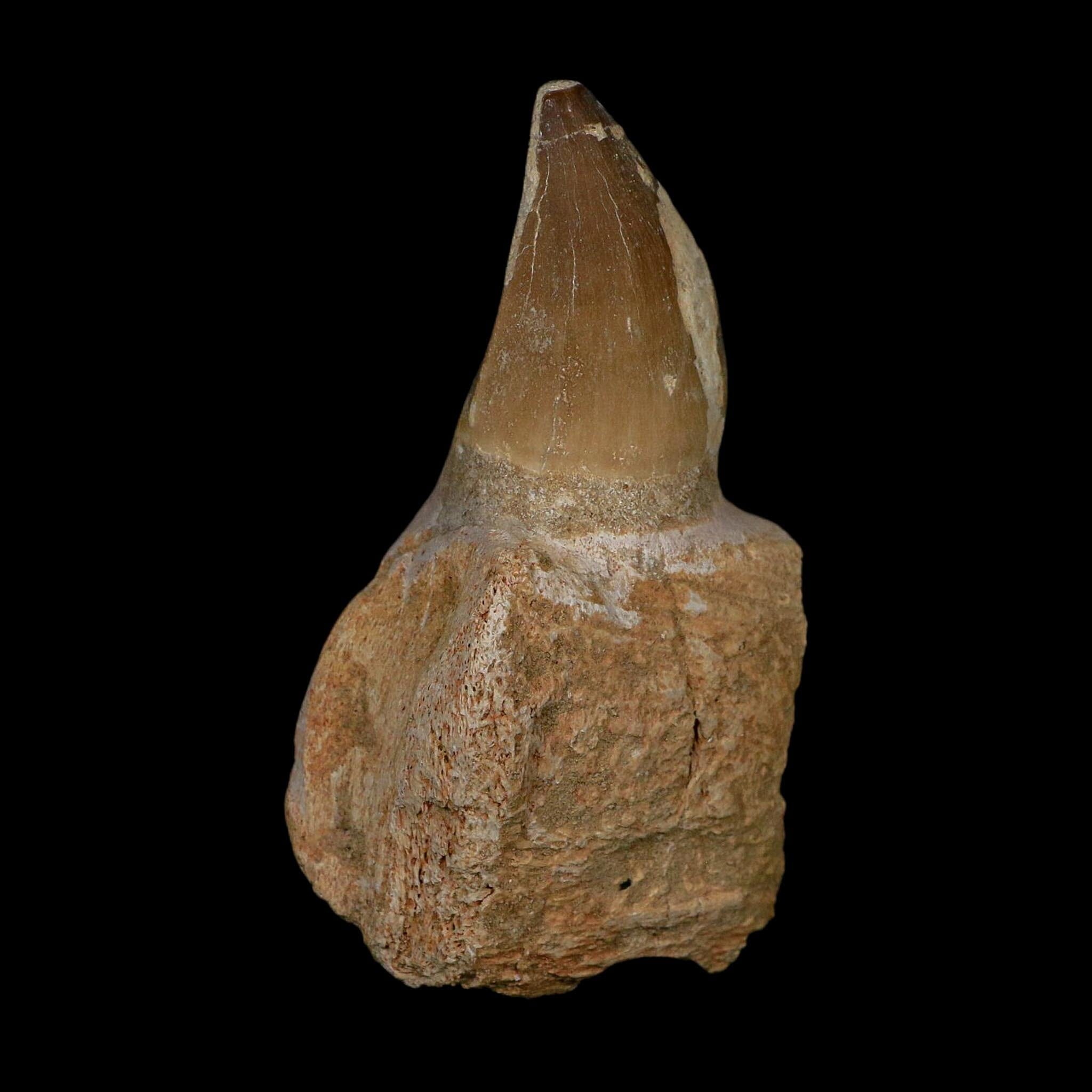 XL 3.9" Mosasaur Prognathodon Fossil Tooth Rooted Cretaceous Dinosaur Era COA - Fossil Age Minerals