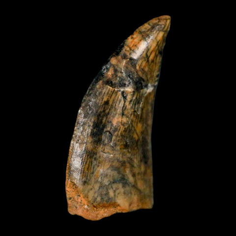 0.7" Abelisaur Serrated Tooth Fossil Cretaceous Age Dinosaur Morocco COA, Display - Fossil Age Minerals