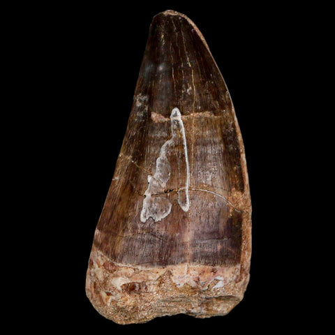 XL 2.5" Mosasaur Prognathodon Fossil Tooth Cretaceous Dinosaur Era COA & Stand - Fossil Age Minerals