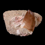 1.6" Mosasaur Prognathodon Fossil Tooth In Matrix Cretaceous Dinosaur Era COA