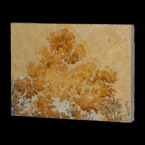 3.1" Pyrolusite Dendritic Limestone Solnhofen Upper Jurassic Age West Germany - Fossil Age Minerals