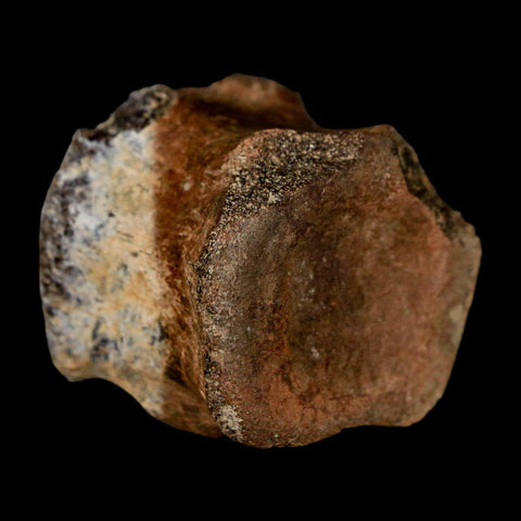 1.5" Brachylophosaurus Fossil Tail Vertebrae Cretaceous Dinosaur Judith River MT COA - Fossil Age Minerals