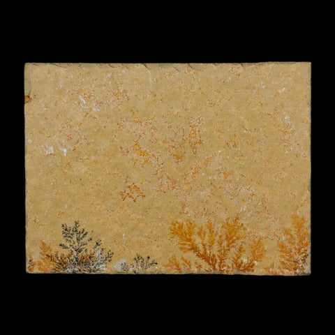 3.1" Pyrolusite Dendritic Limestone Solnhofen Upper Jurassic Age West Germany - Fossil Age Minerals