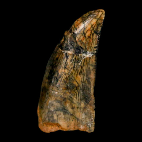 0.7" Abelisaur Serrated Tooth Fossil Cretaceous Age Dinosaur Morocco COA, Display - Fossil Age Minerals