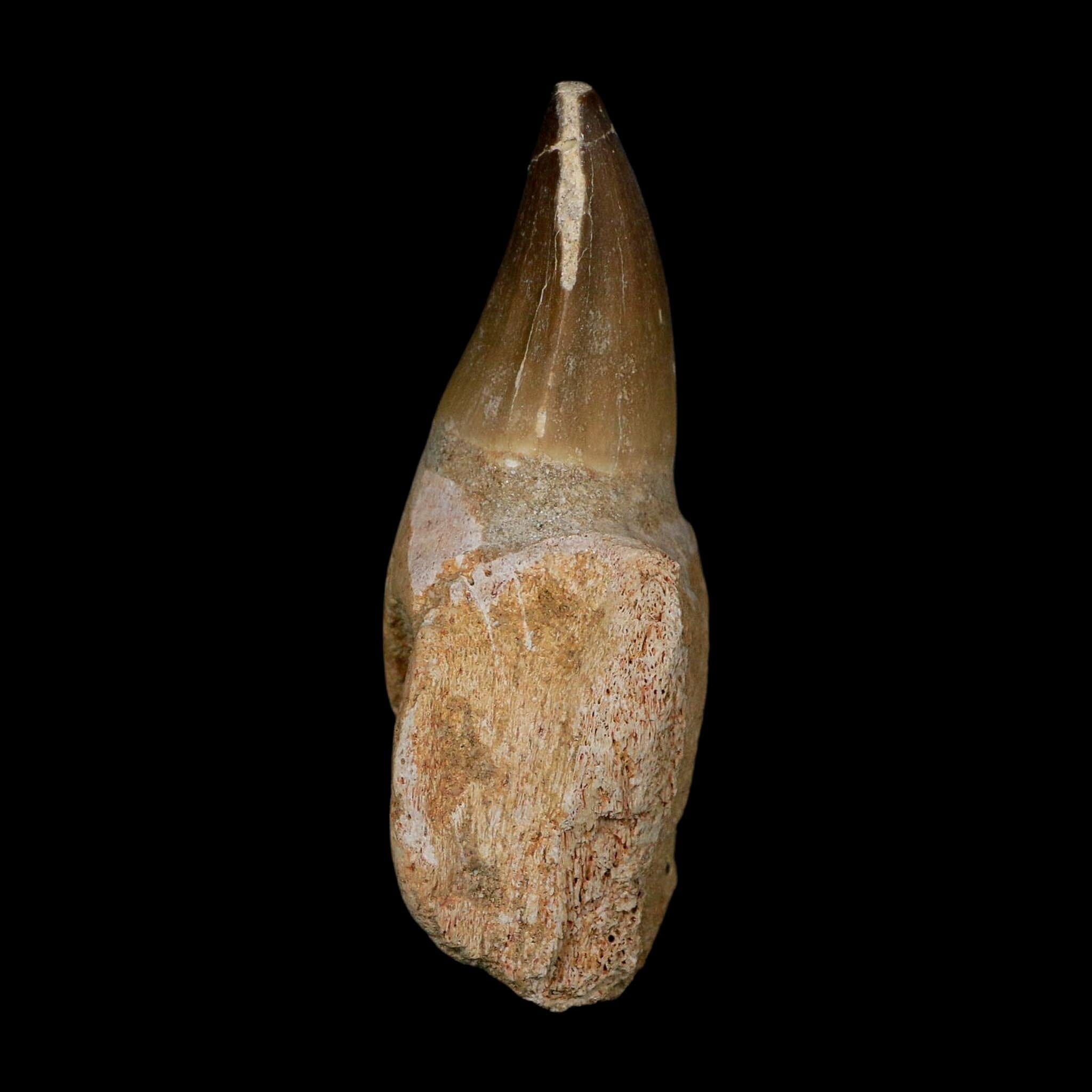 XL 3.9" Mosasaur Prognathodon Fossil Tooth Rooted Cretaceous Dinosaur Era COA - Fossil Age Minerals