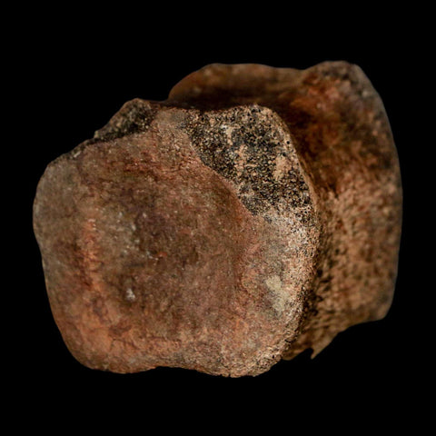 1.5" Brachylophosaurus Fossil Tail Vertebrae Cretaceous Dinosaur Judith River MT COA - Fossil Age Minerals