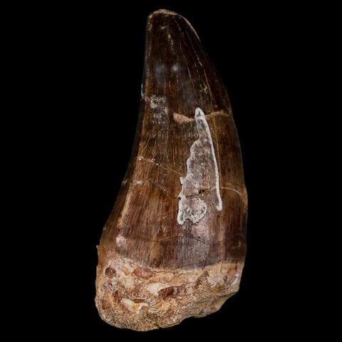 XL 2.5" Mosasaur Prognathodon Fossil Tooth Cretaceous Dinosaur Era COA & Stand - Fossil Age Minerals