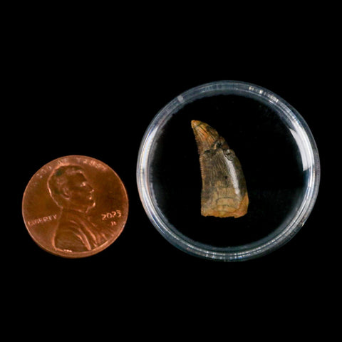 0.7" Abelisaur Serrated Tooth Fossil Cretaceous Age Dinosaur Morocco COA, Display - Fossil Age Minerals